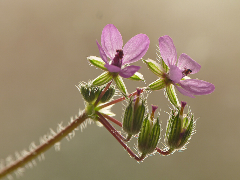 Erodium cicutarium / Becco di Gr comune